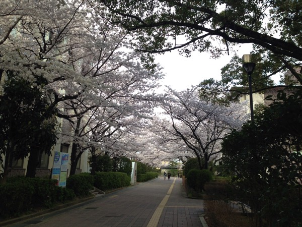 sakura